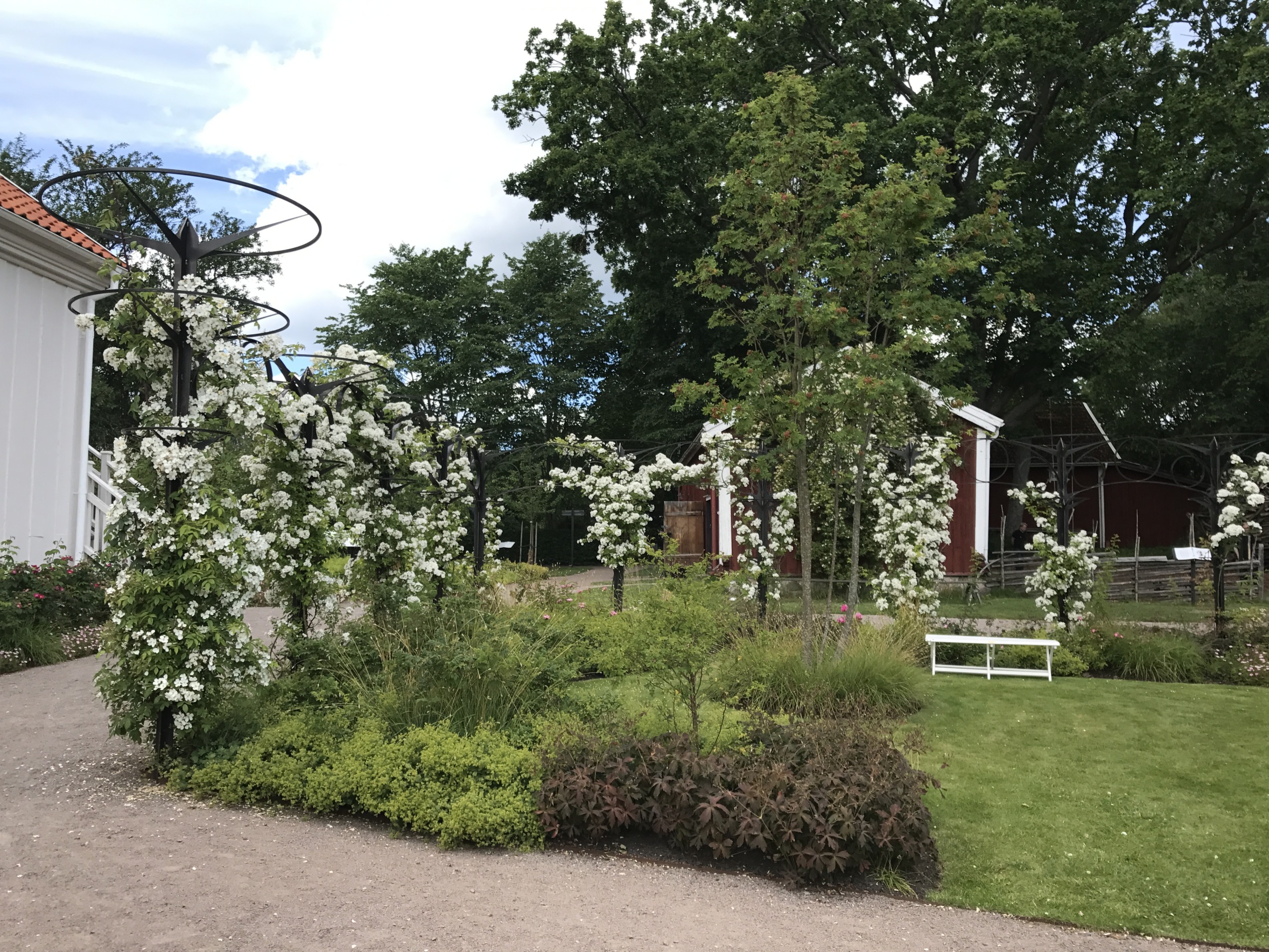 tornrosgarden i blom
